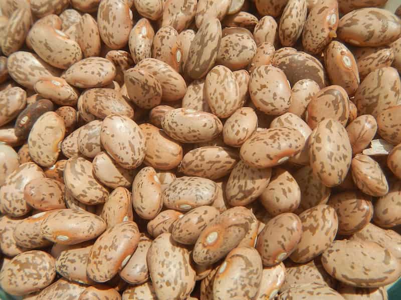 قیمت خرید لوبیا چیتی مرغوب + فروش ویژه